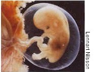 unborn baby is sack jpg